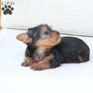 Sunny, Yorkie Puppy