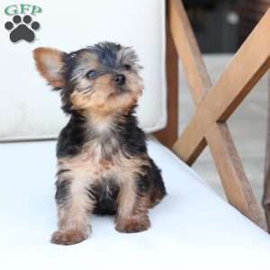 Sunny, Yorkie Puppy