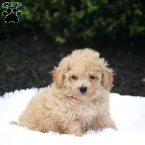 Kisha, Bich-Poo Puppy