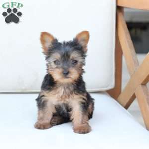 Sunny, Yorkie Puppy