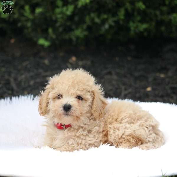 Kisha, Bich-Poo Puppy