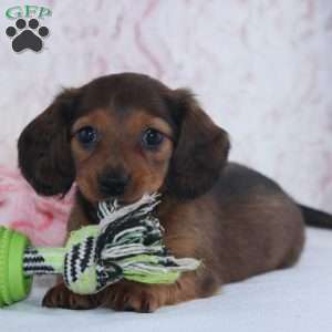 Havan, Dachshund Puppy