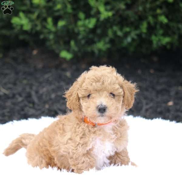 Katie, Bich-Poo Puppy