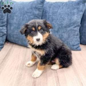 Theo, Miniature Australian Shepherd Puppy