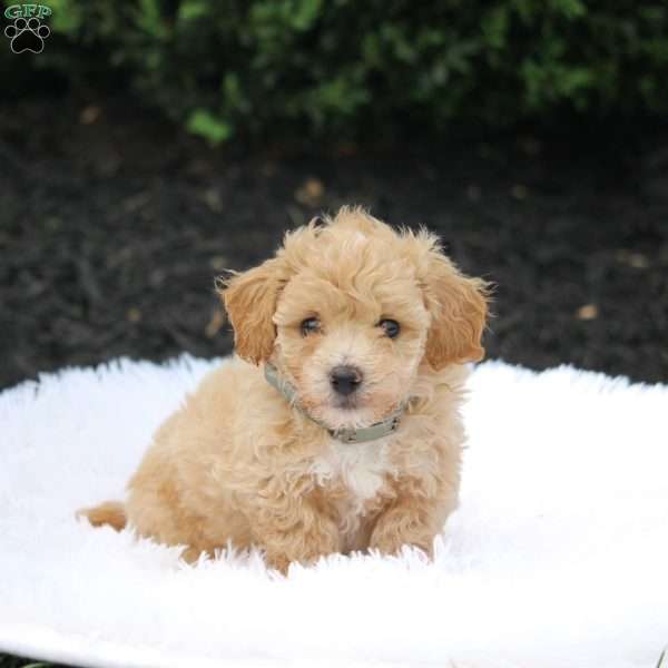 Kane, Bich-Poo Puppy