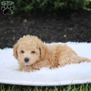 Kody, Bich-Poo Puppy
