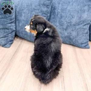 Theo, Miniature Australian Shepherd Puppy