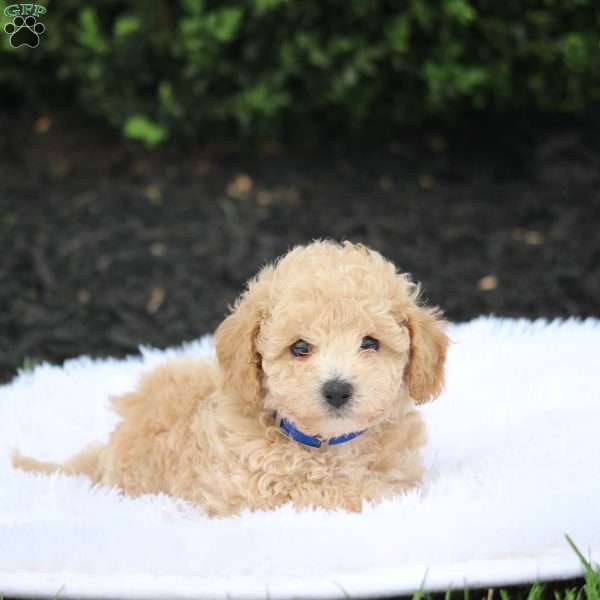 Kody, Bich-Poo Puppy
