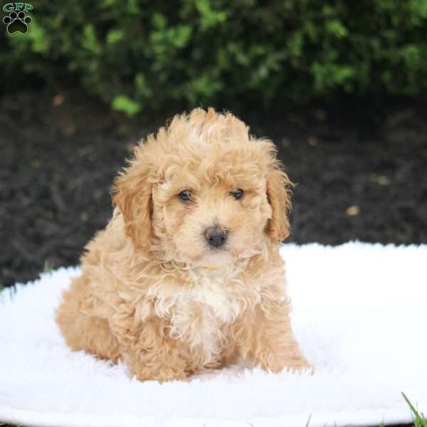 Kibbles, Bich-Poo Puppy