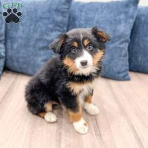 Theo, Miniature Australian Shepherd Puppy