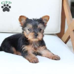 Sunny, Yorkie Puppy