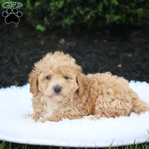 Kibbles, Bich-Poo Puppy