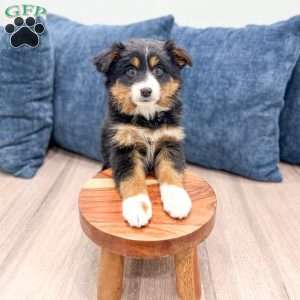 Theo, Miniature Australian Shepherd Puppy