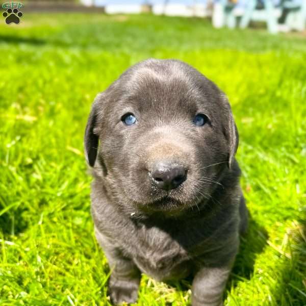 Bruce, Charcoal Labrador Retriever Puppy