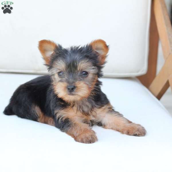 Sunny, Yorkie Puppy