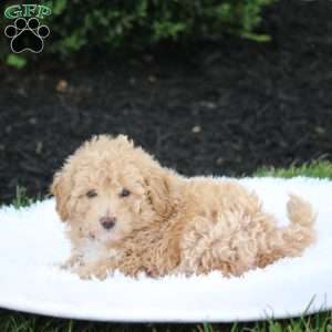 Kellie, Bich-Poo Puppy