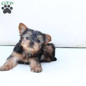 Sunny, Yorkie Puppy