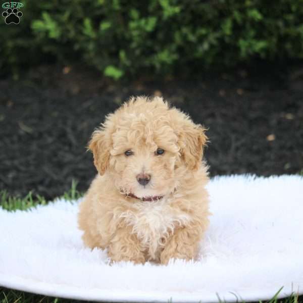 Kellie, Bich-Poo Puppy