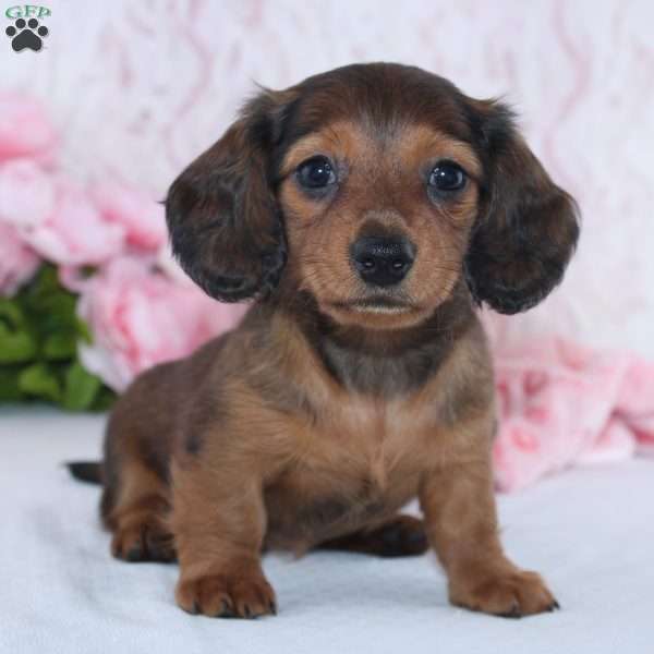 Havan, Dachshund Puppy