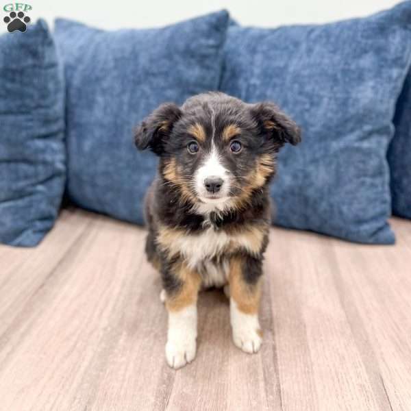 Tito, Miniature Australian Shepherd Puppy