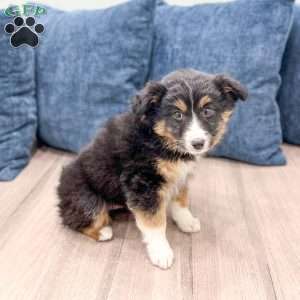 Tito, Miniature Australian Shepherd Puppy