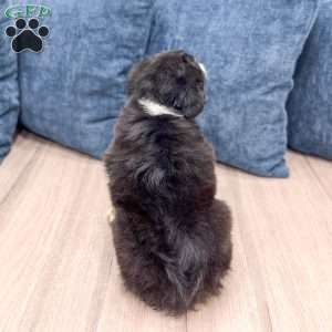 Tito, Miniature Australian Shepherd Puppy