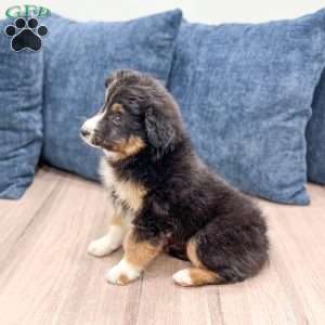 Tito, Miniature Australian Shepherd Puppy