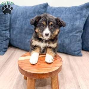 Tito, Miniature Australian Shepherd Puppy