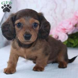 Havan, Dachshund Puppy