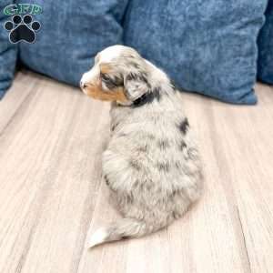 Niko, Mini Bernedoodle Puppy