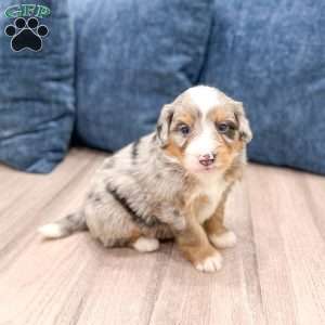 Niko, Mini Bernedoodle Puppy