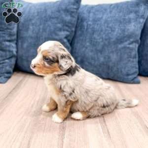 Niko, Mini Bernedoodle Puppy