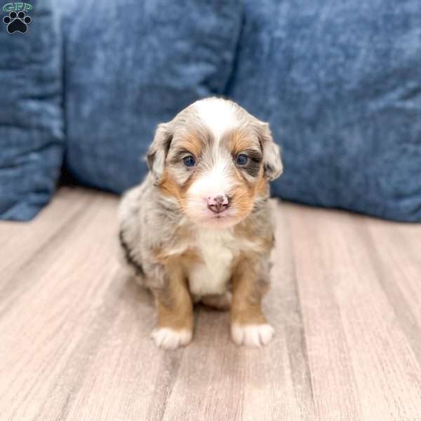 Niko, Mini Bernedoodle Puppy