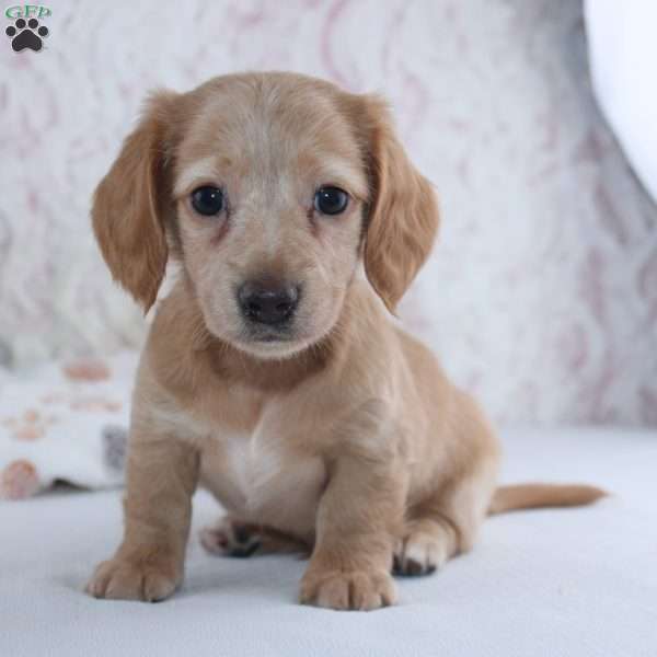 Hadley, Dachshund Puppy