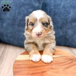 Niko, Mini Bernedoodle Puppy