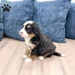 Hansel, Mini Bernedoodle Puppy