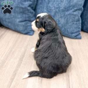 Hansel, Mini Bernedoodle Puppy
