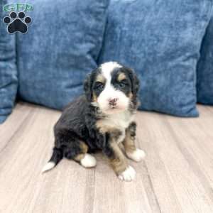 Hansel, Mini Bernedoodle Puppy