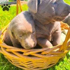 Gabby, Silver Labrador Retriever Puppy