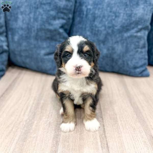 Hansel, Mini Bernedoodle Puppy