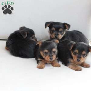 Jasper, Yorkie Puppy