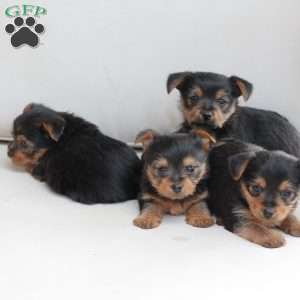 Jasper, Yorkie Puppy