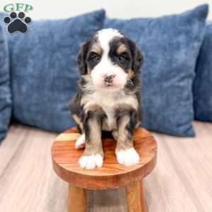 Hansel, Mini Bernedoodle Puppy