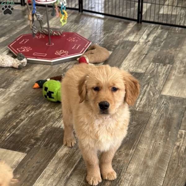 Peanut, Golden Retriever Puppy