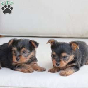 Jasper, Yorkie Puppy