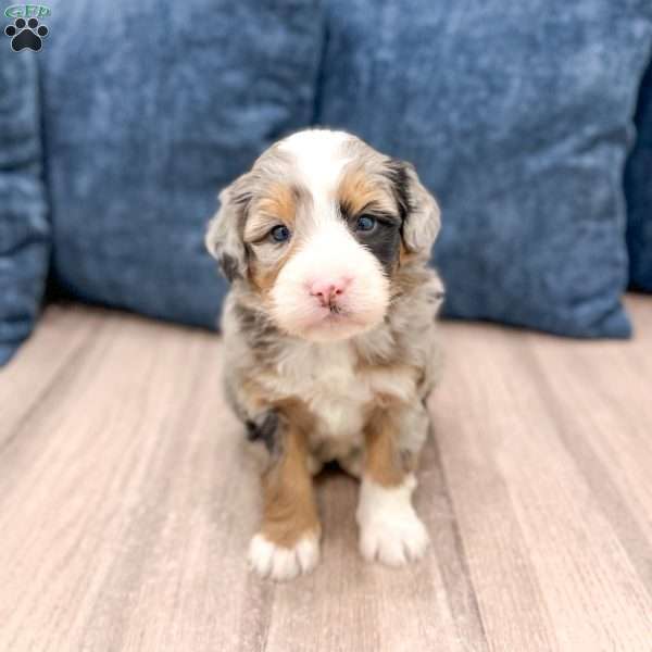 Raider, Mini Bernedoodle Puppy