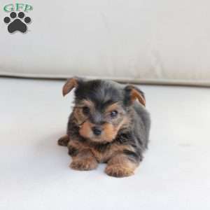 Jasper, Yorkie Puppy