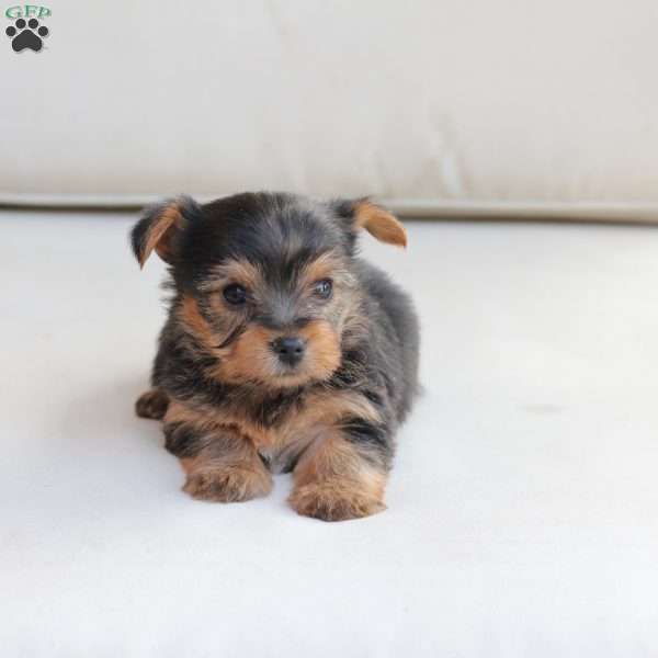 Jasper, Yorkie Puppy
