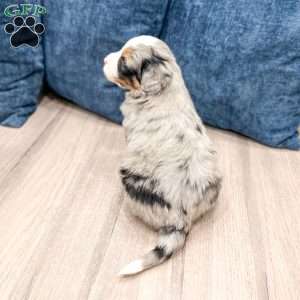 Raider, Mini Bernedoodle Puppy