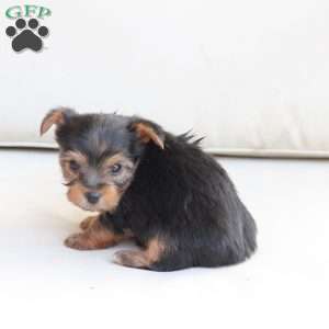 Jasper, Yorkie Puppy